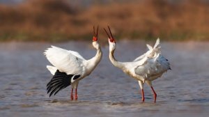 Крик и курлыканье журавлей. Звук журавля, какие звуки издают журавли, пение журавля