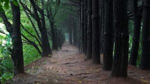 Скрытая красивая лесная тропа 🌧️ Расслабление, учеба и сон под шум дождя в густом лесу