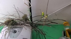 Жизнь прожить в глухой тайге...