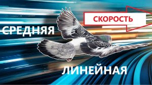 Скорость голубя