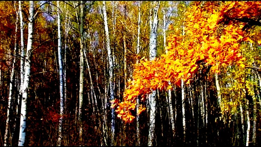 Осень в Подмосковье