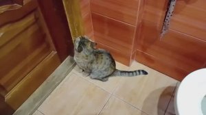 Приучение кошки к унитазу/Маська счастлива/