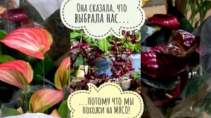 Артём привёз мне мешочек радости!Распаковка растений от Зебоорхидс! Кто-то недоволен моим хаосом