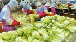 массовое производство кимчи. Корея