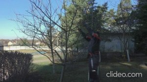 как я обрезаю запущенную яблоню