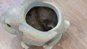 Позитив на выходные! Котенок в кашпо