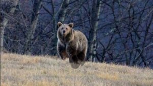 Медвежонка, сбитого в горах Северной Осетии, выпустили на волю