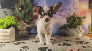 Ботичелли нашёл НОВЫЙ дом 05.12.25 есть другие щенки #купить_щенка_чихуахуа_продаю +79215950848