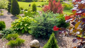 Ломаем стереотипы. Нетипичные растения для рокария.