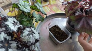 Бегония 
декоративно 
лиственная - лучшее
размножение