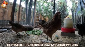 Куриная рутина – что делают куры на выгуле 😂 эпизод (77)