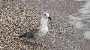 Чайка проглотила крысу.