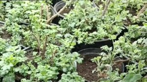 ВЕСТИ ИЗ ТЕПЛИЦЫ. ПРОВОЖУ ОБРАБОТКУ МАТОЧНИКОВ ХРИЗАНТЕМЫ ОТ БОЛЕЗНЕЙ.