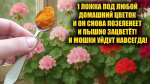 1 Ложка под любой домашний цветок и он позеленеет и зацветет пышной шапкой! Мошки уйдут навсегда