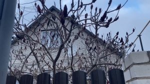 #Влог🏡 День со мной.Готовлю🍲 кошки🐈 прогулка🌊 покупка украшений💍