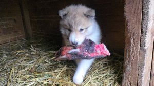 Игрушки для щенков