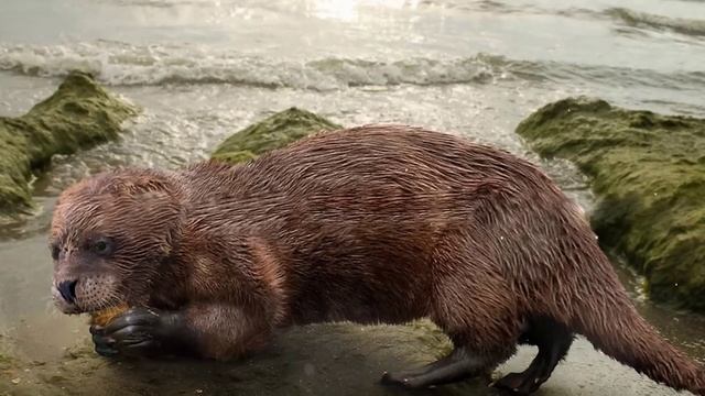 Тайны Миоценового периода. Древние Монстры Миоцена смотреть онлайн