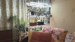 Зеркальная стена для растений