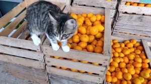 36) На зиму в Абхазию-4. Мандарины и закат