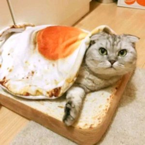 яичко из кота🤗