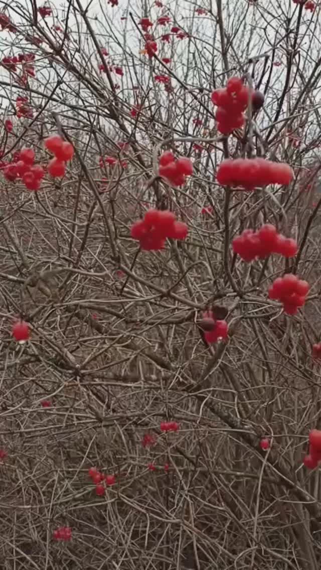 Берег реки Вятки 03.12.2025 года. Какой-то осенний декабрь в этом году.