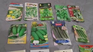 Обзор семян огурцов - анализ своего опыта, фавориты и не только...