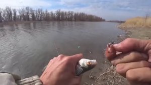 ИКРЯНОЙ ДЕЛИКАТЕС - НАТАСКАЛ ТАЗИК!!!! Рыбалка на поплавок весной