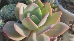 Суккуленты, уличный обзор, часть 4