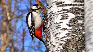 Дятел - любитель берёзового сока