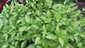 Ускоренное прореживание ЗАГУЩЕННЫХ посевов сладкого перца. 2019 год.