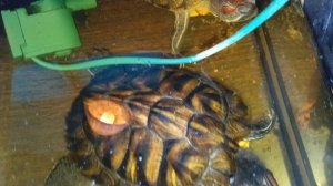 умная колонка Маруся рассказывает анекдоты 🤣 05-12-2025. Красноухие черепахи 🐢