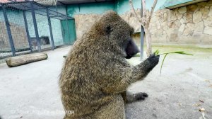 Еще снег не выпал, а Рокки уже ТАК СОСКУЧИЛСЯ по нам! Или что это было? Анубис и его любовь к булкам