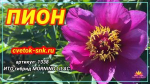 ИТО-гибрид "MORNING LILAC"/Сад Ворошиловой