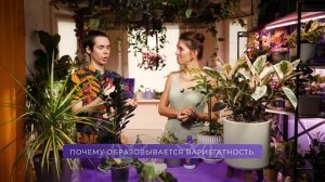 🌿 Всё о вариегатных растениях