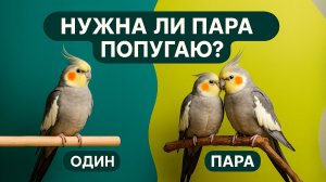 НУЖНА ЛИ ПОПУГАЮ ПАРА?