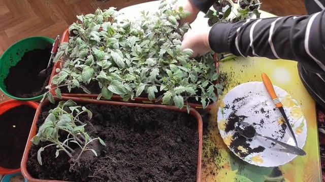 Пикировка томатов пошагово, подробно, с ответами на вопросы. 2021 год.