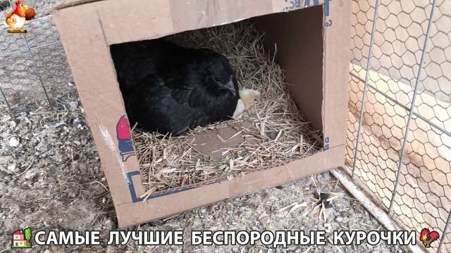 Цыплята и Курочки селяночки лучшие беспородные несушки 🥚 (401)