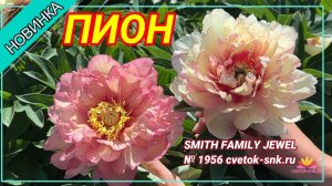 Ито-гибрид "SMITH FAMILY JEWEL" /Сад Ворошиловой