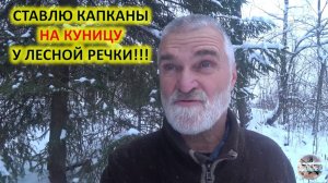 Осенняя охота на куницу с капканами. Установка капканов на куницу