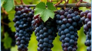 Чтобы въехать во двор, переделываем шпалеру под виноград.