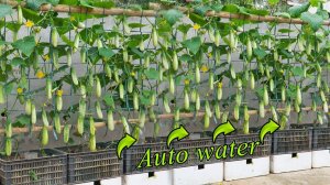 Я выращивал самополивающиеся огурцы в пенопластовых контейнерах и получил высокий урожай