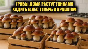 Как выращивать много белых грибов и шампиньонов дома на подоконнике