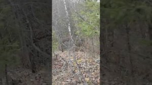 природа бобры ёлки и палки