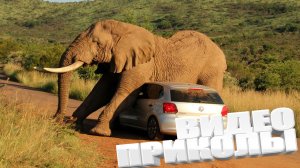 ЛУЧШИЕ ПРИКОЛЫ 2025 | ПРИКОЛЫ 2025 | СВЕЖИЕ ПРИКОЛЫ 2025 | РЖУ НЕ МОГУ |