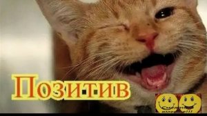 Смешные видео