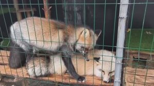 #уралиса #творожек #лисички #лиса #лис