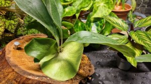 Платицериум Гранде. Папоротник платицериум он же Оленьи рога. Плоскорог. Уход и выращивание дома.