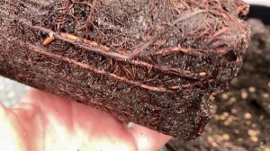 Морозостойкий виноград для Подмосковья. Какие сорта выбрать, когда и как посадить