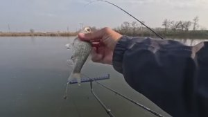 Замешал этот корм чеснок и анис, и половил активно карася