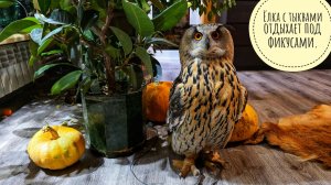 Сова Ёль потерпела крушение на тыкве и лениво наводит суету в доме